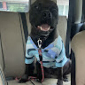 Meet your Posher, Dante